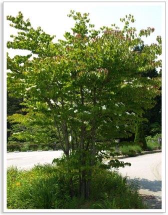 福井 越前市 シンボルツリー ヤマボウシ 株立ち 樹形の美しさ 外構 エクステリアのことならリバーフォレストへ ガーデニング 外構工事 お庭をお考えの方