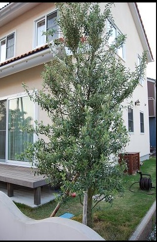 オリーブの木 『ひなかぜ 』シンボルツリー